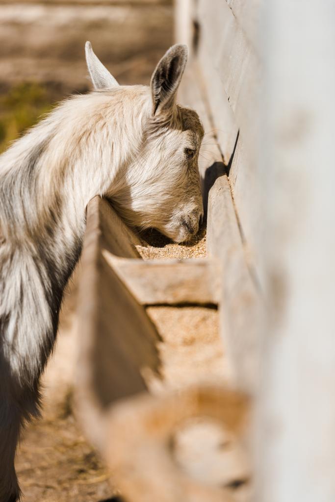 selective focus of beautiful goat eating at farm  - Photo, Image