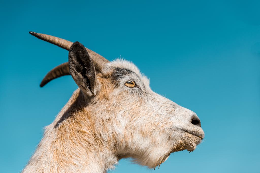 vista de ángulo bajo de cabra adorable contra el cielo azul
  - Foto, imagen