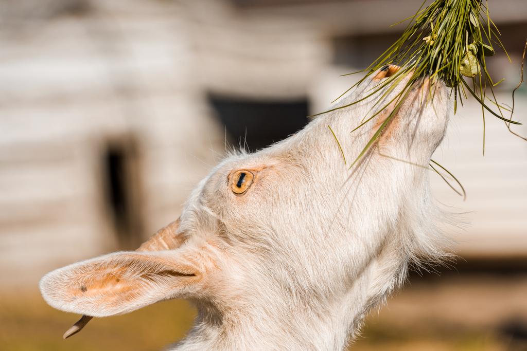 Selektywny fokus urocza kozy jedzą trawę w gospodarstwie  - Zdjęcie, obraz