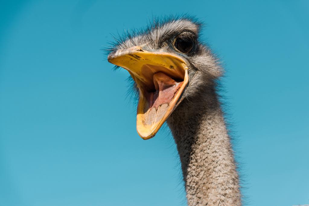 hermoso avestruz con pico abierto contra el cielo azul
 - Foto, Imagen