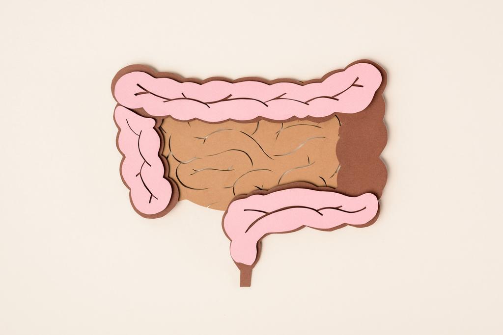 elevated view of human large intestine on beige - Photo, Image