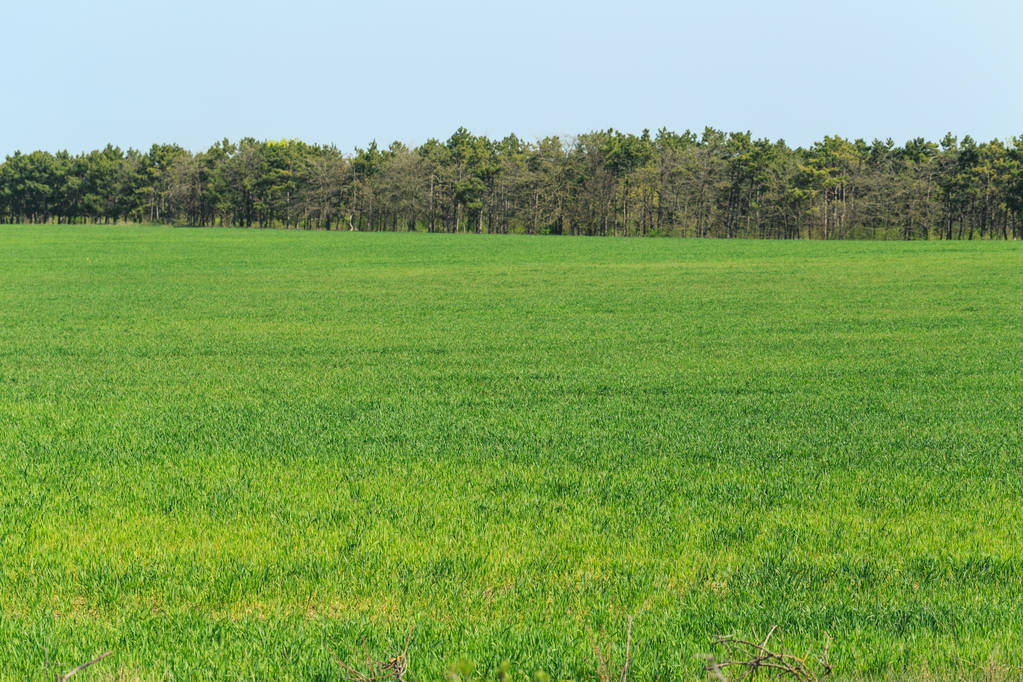 Зелене поле з блакитним небом вдень
  - Фото, зображення