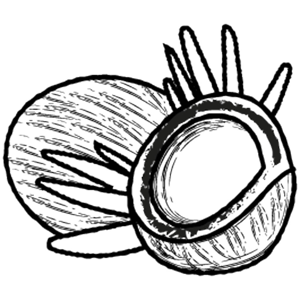 Une noix de coco avec section transversale  - Vecteur, image