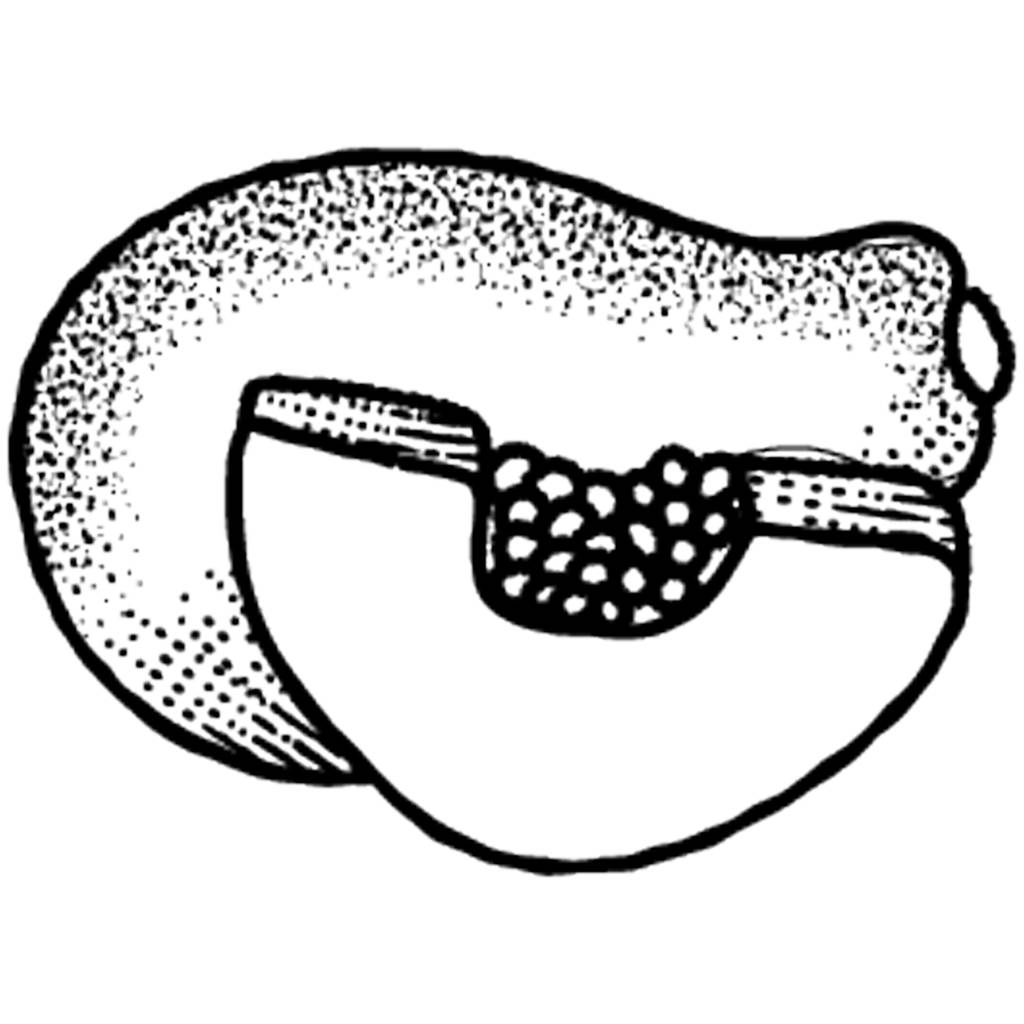 Uma fruta inteira e cortado um retratando frutas de mamão
  - Vetor, Imagem