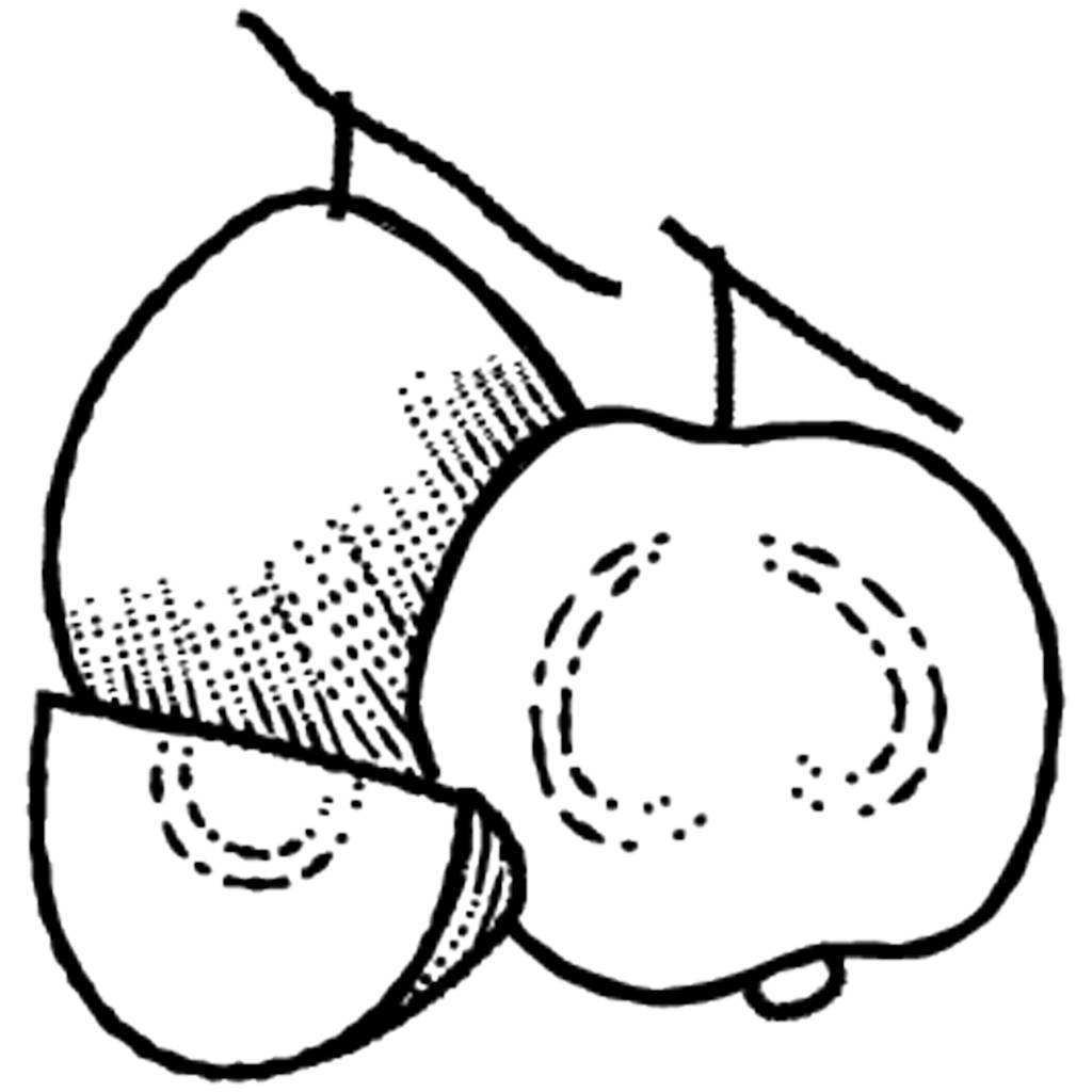 Een hele guave-vruchten en de helft knippen hetzelfde - Vector, afbeelding