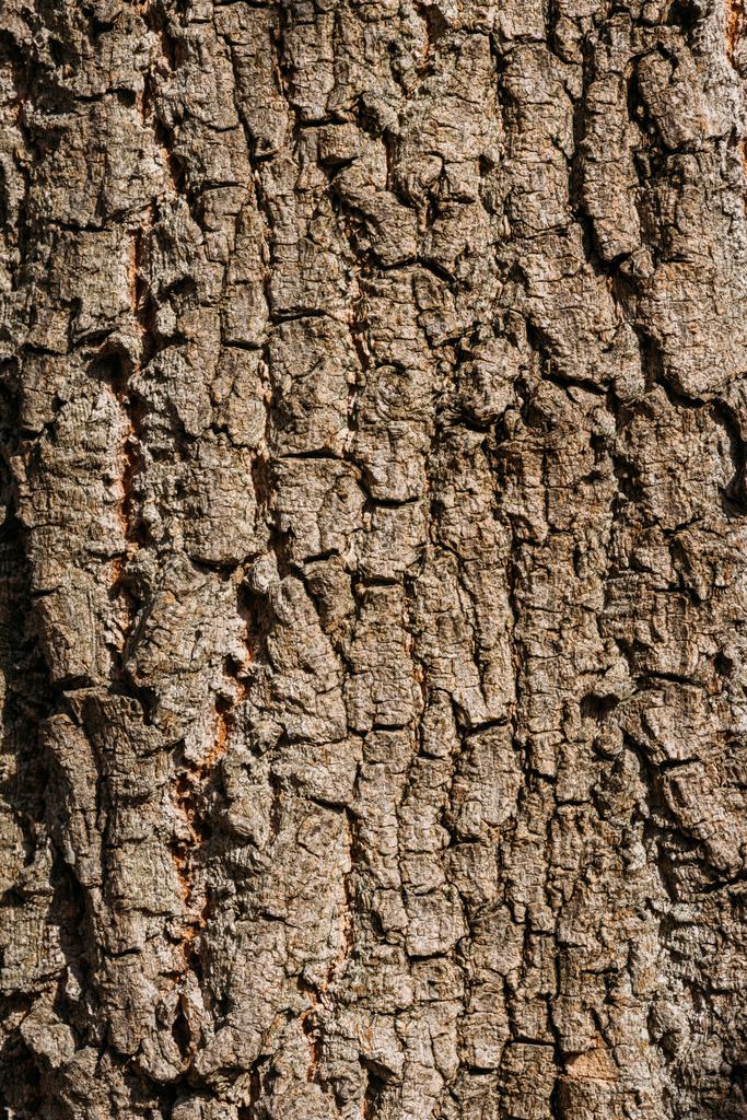 vue rapprochée du fond brun vieilli de l'écorce d'arbre
  - Photo, image