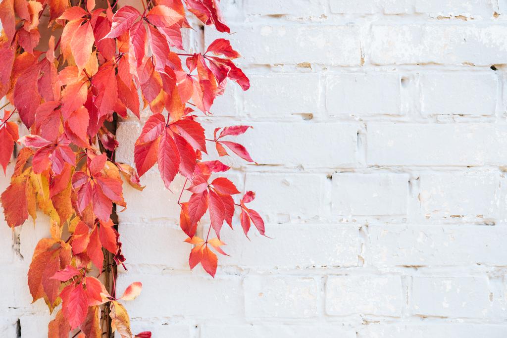 belles plantes automnales aux feuilles rouges et au mur de briques blanches
 - Photo, image