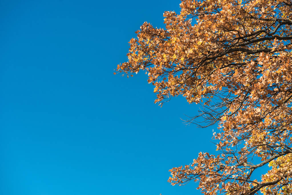 青い空を背景の木に黄色の紅葉のローアングル ビュー - 写真・画像