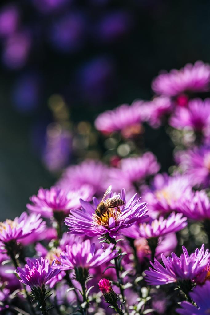 Close up view of bee on beautiful purple fresh flower in garden - Photo, Image