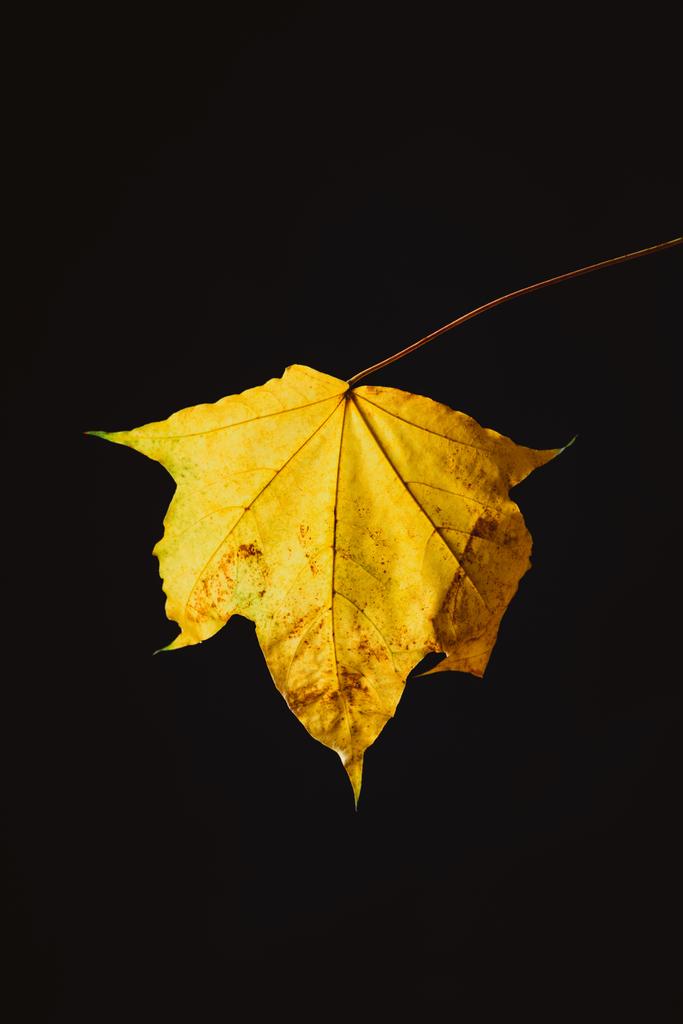 beautiful yellow maple leaf isolated on black, autumn background - Photo, Image
