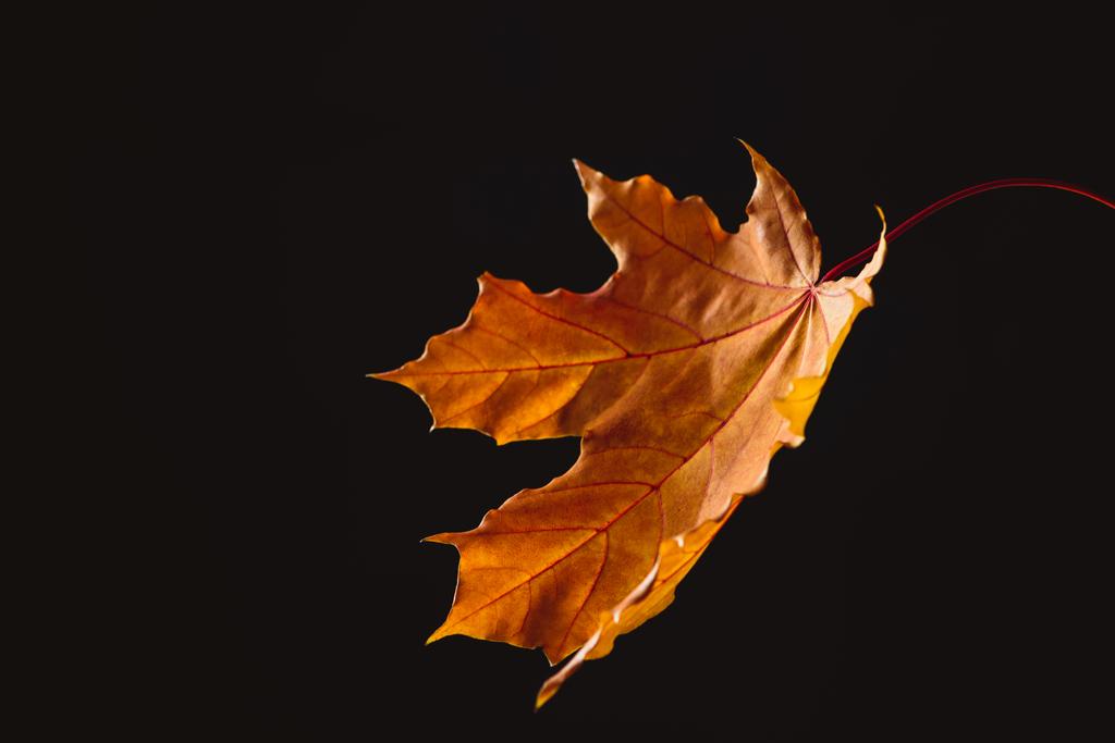 una hoja de arce naranja que cae aislada sobre fondo negro, otoño
 - Foto, imagen