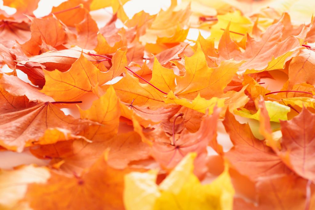 セレクティブ フォーカス オレンジと黄色のカエデの葉、秋の背景 - 写真・画像