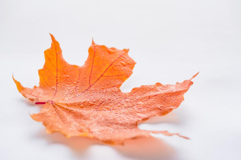 Selektywny fokus jeden liść klonu pomarańczowy z wody spadnie na tle białego, jesień - Zdjęcie, obraz