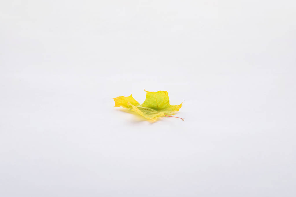 jeden piękny Klon zielony żółty liść na białym tle na tle białego, jesień - Zdjęcie, obraz