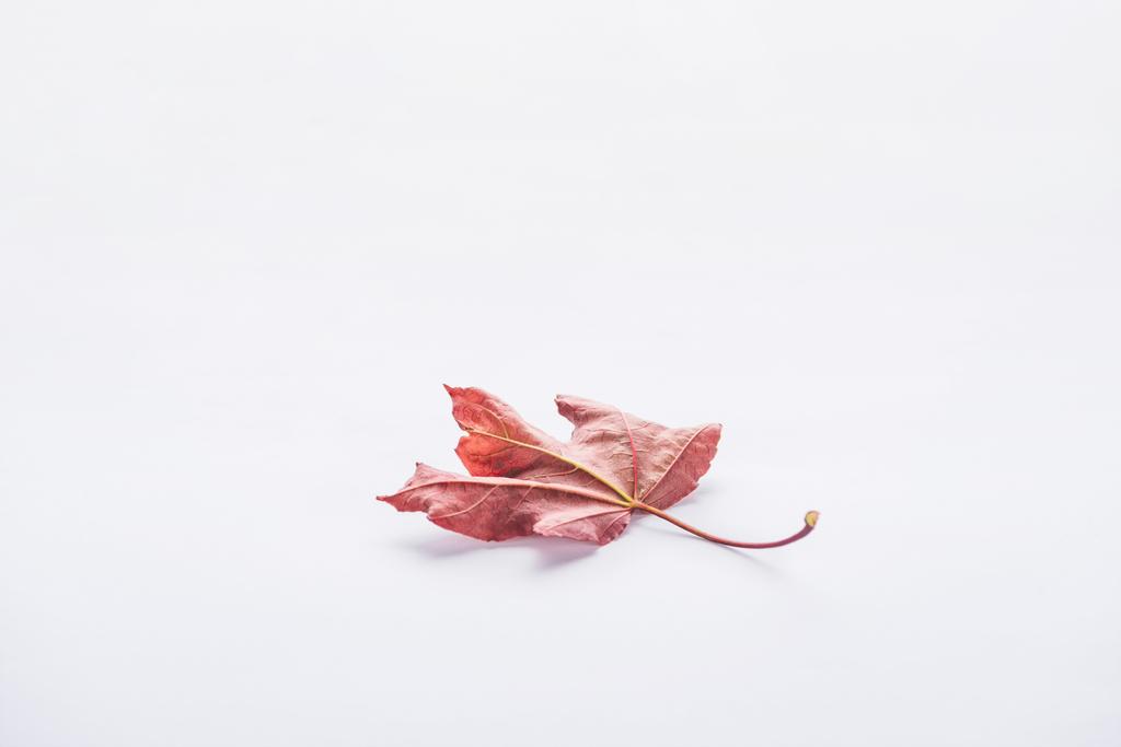 jeden jesienny piękny bordowy klon liść na białym tle - Zdjęcie, obraz