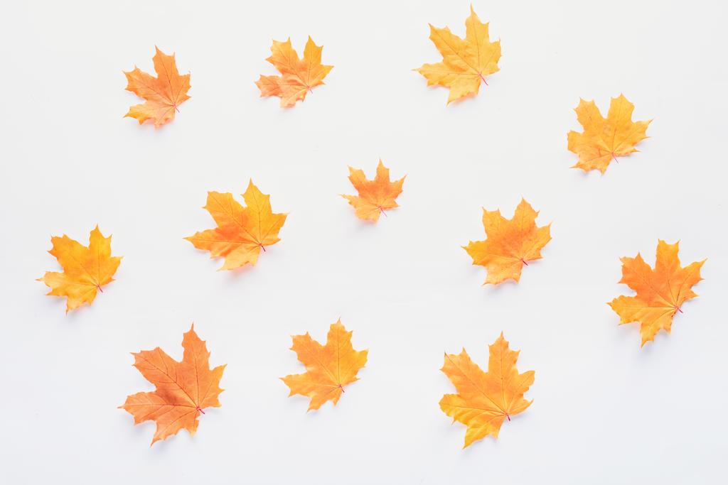 serie di foglie d'acero autunnali arancioni isolate su bianco
 - Foto, immagini
