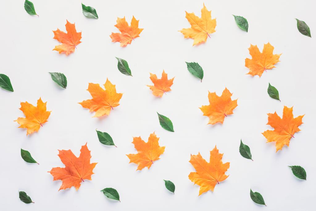 Sammlung orangefarbener und grüner Blätter isoliert auf weißem Grund - Foto, Bild