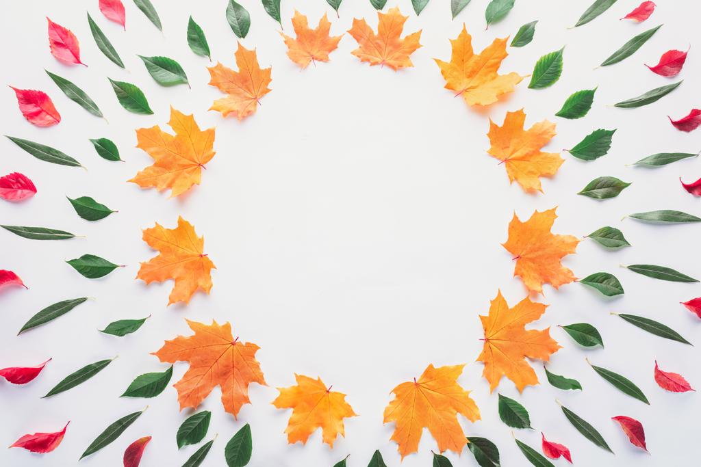 plat leggen van cirkels van bladeren geïsoleerd op witte, herfst achtergrond - Foto, afbeelding