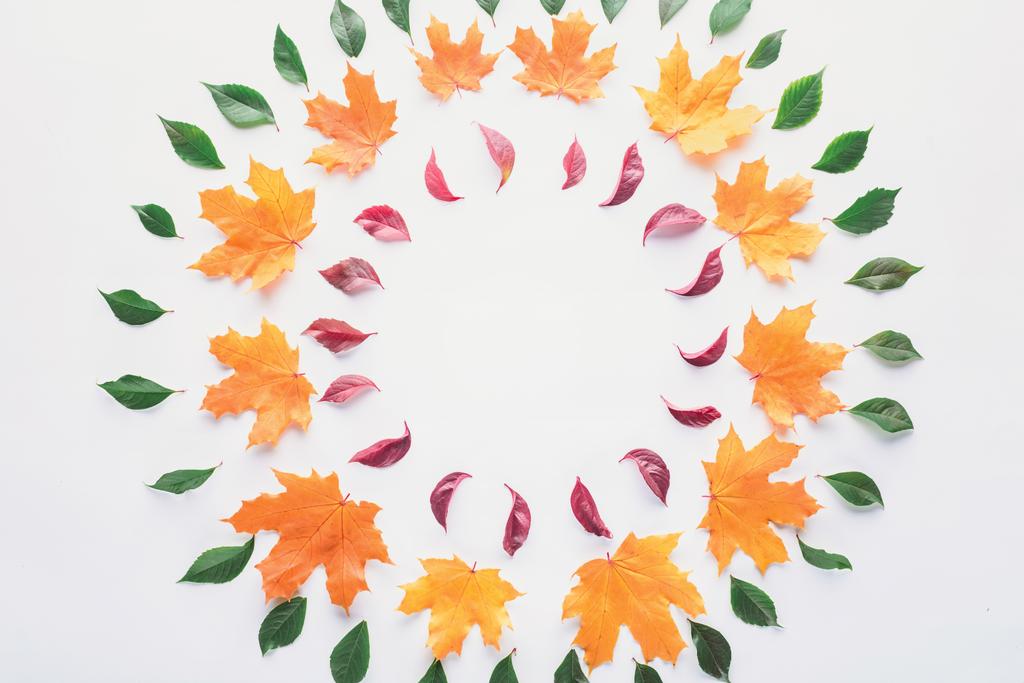 flache Lage von Kreisen aus weinroten, grünen und orangefarbenen Blättern isoliert auf weißem Grund - Foto, Bild