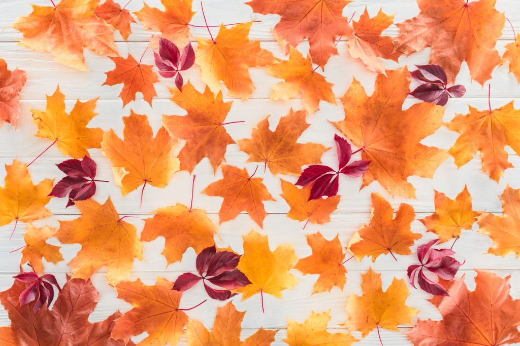 felülnézet narancssárga és bordó juhar őszi levelek a fa felülettel - Fotó, kép