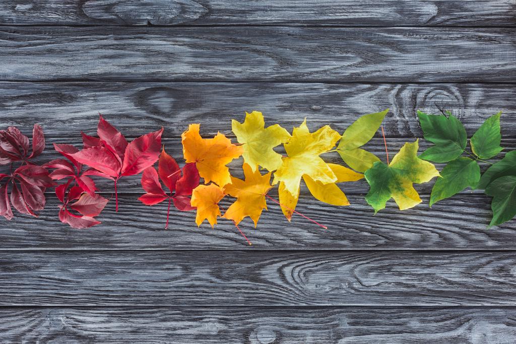 pohled řady podzimní javorové listy na dřevěný šedý povrch - Fotografie, Obrázek