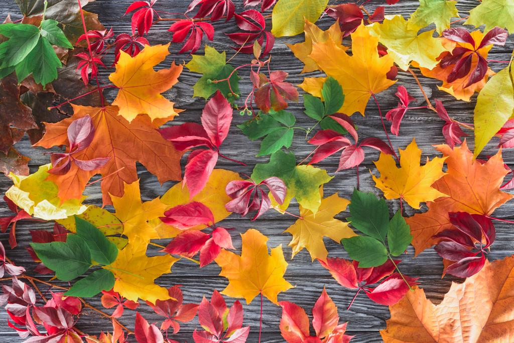 top view of scattered colored autumnal maple leaves on wooden surface - Photo, Image