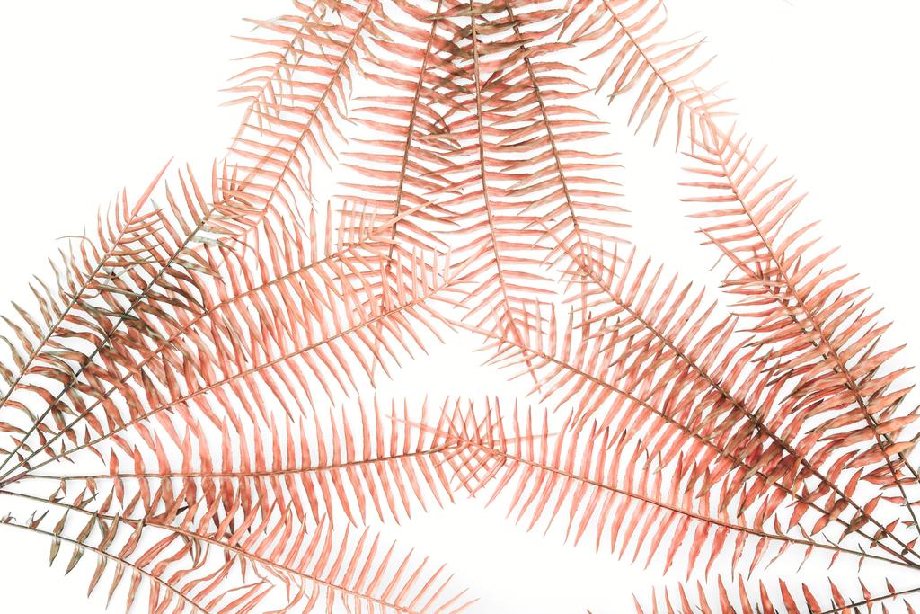 düz lay güzel kırmızı eğrelti dalları üzerinde beyaz izole ile  - Fotoğraf, Görsel