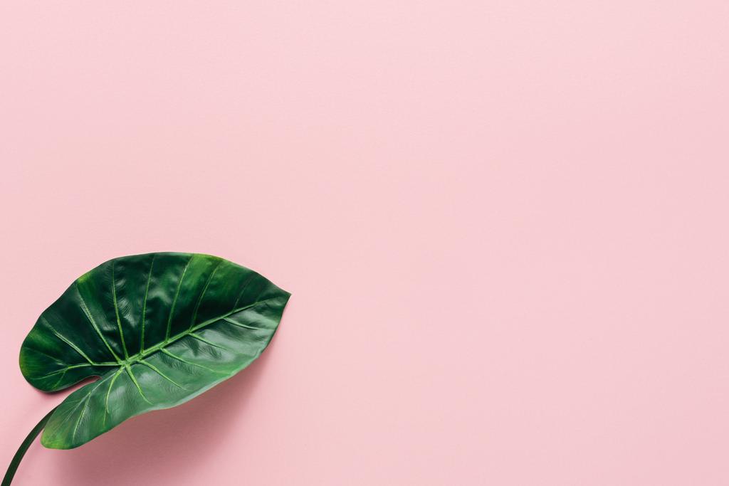 pohled shora zelené Palmový list na růžové, minimalistické pojetí  - Fotografie, Obrázek