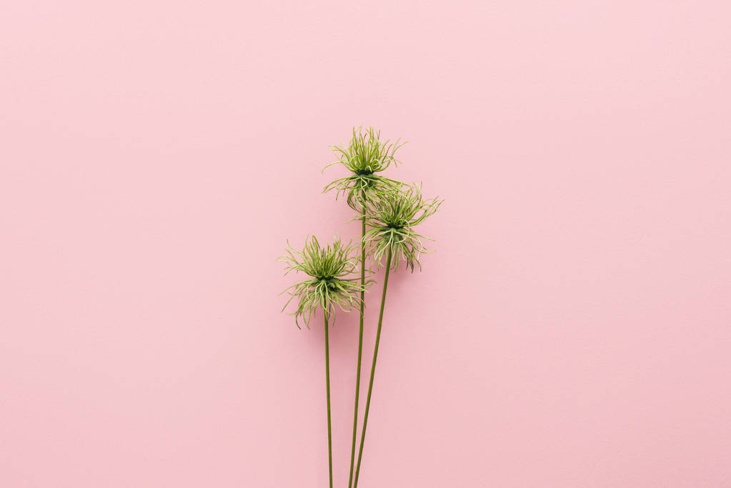 elevated view of beautiful tropical plant on pink, minimalistic concept  - Photo, Image