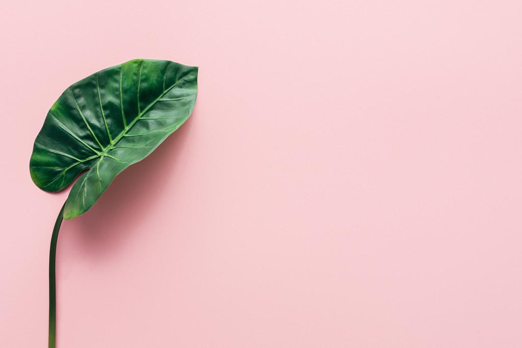 flat lay with green beautiful palm leaf on pink, minimalistic concept  - Photo, Image