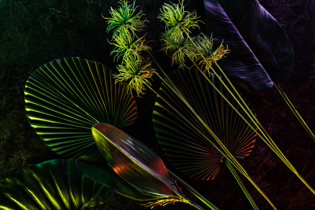 plano con varias hojas tropicales arregladas con iluminación roja
  - Foto, imagen