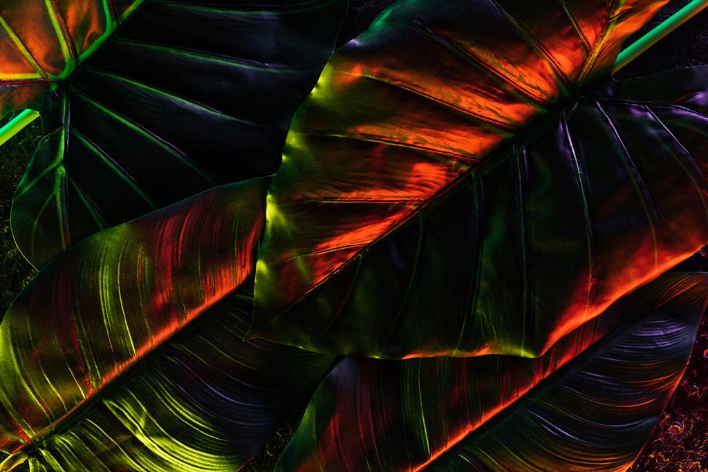 celý rám obrazu krásné palmy listy s červeným osvětlením  - Fotografie, Obrázek