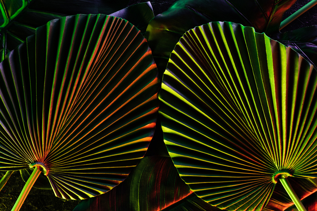 getinte foto van prachtige tropische bladeren met kleurrijke verlichting  - Foto, afbeelding
