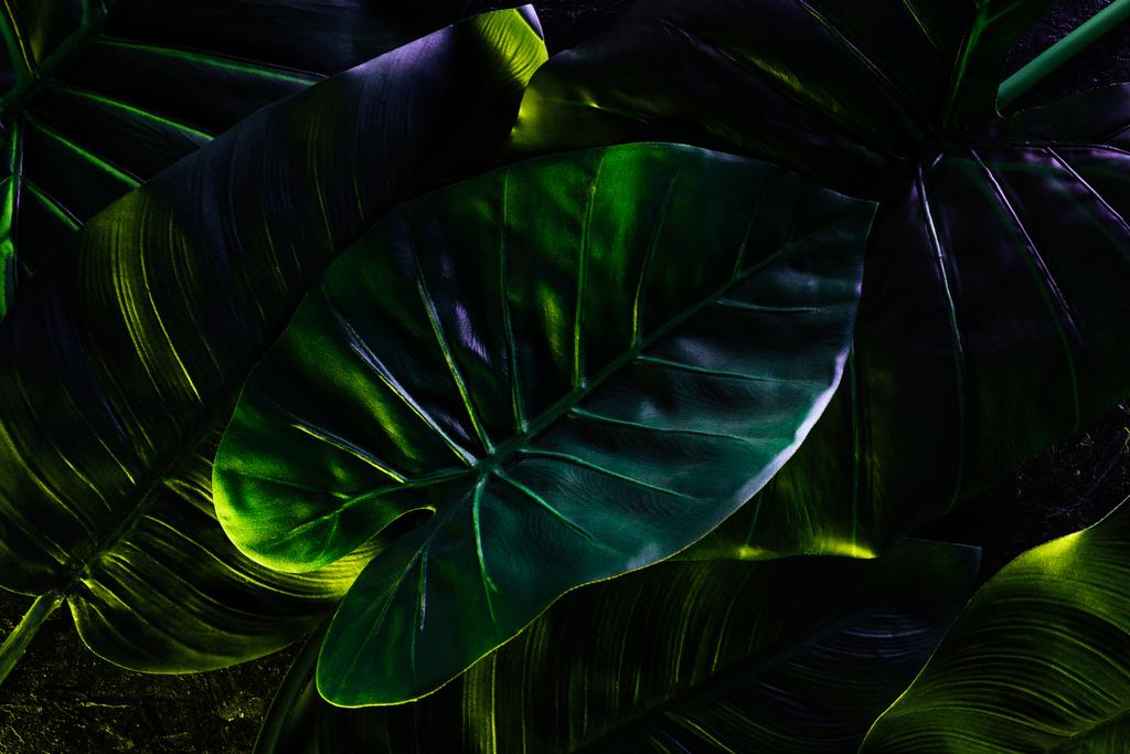 full frame image of beautiful palm leaves background  - Photo, Image