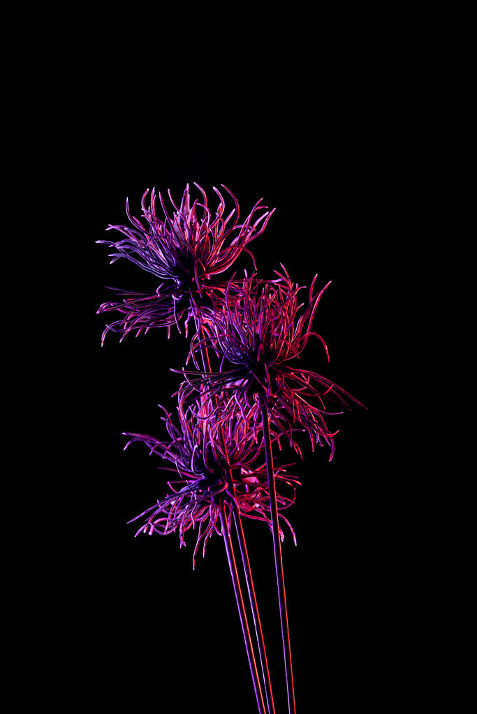 tónusú kép gyönyörű növény, elszigetelt fekete lila világítással - Fotó, kép