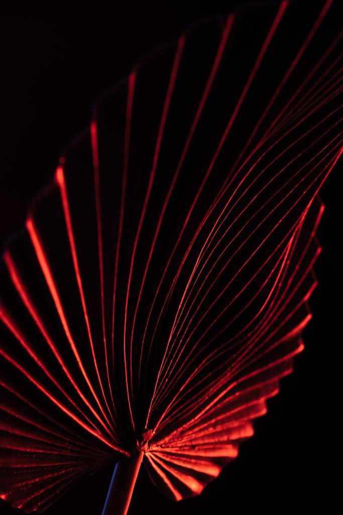 imagen tonificada de hermosa hoja tropical con iluminación roja aislada en negro
 - Foto, imagen