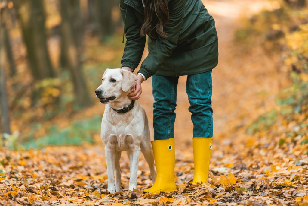abgeschnittenes Bild einer Frau, die ihr Hundehalsband an Golden Retriever im herbstlichen Wald anpasst  - Foto, Bild