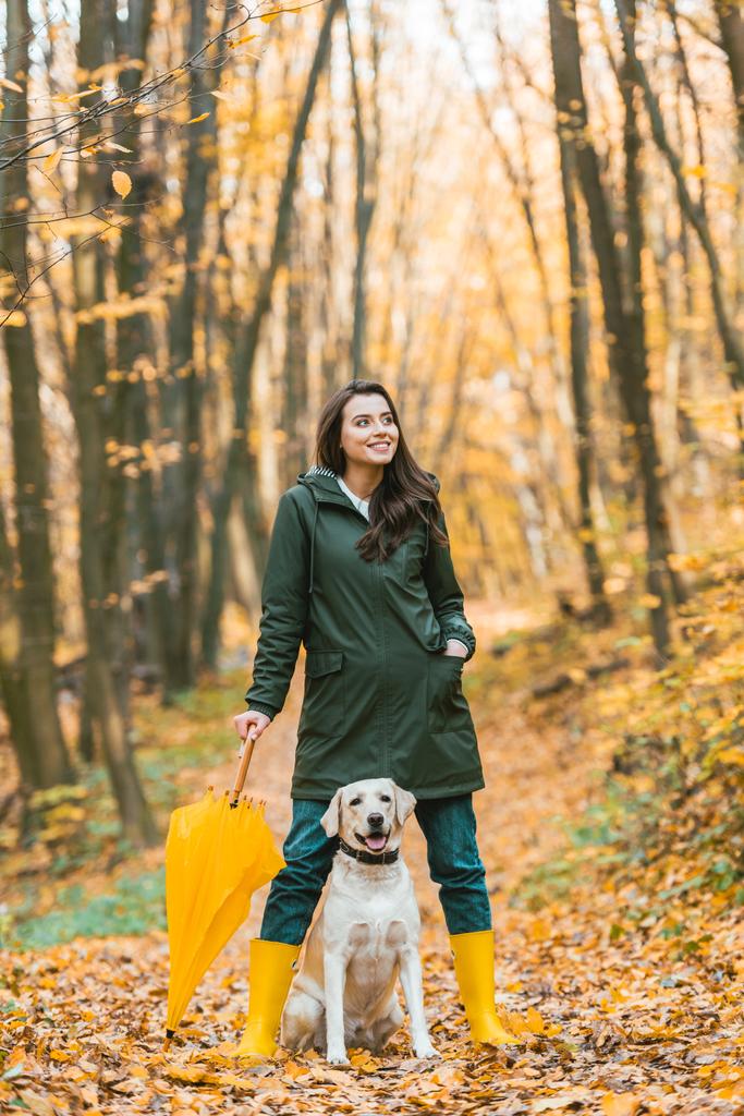 adorable golden retriever sitting between legs of woman in rubber boots with yellow umbrella in autumnal forest  - Photo, Image