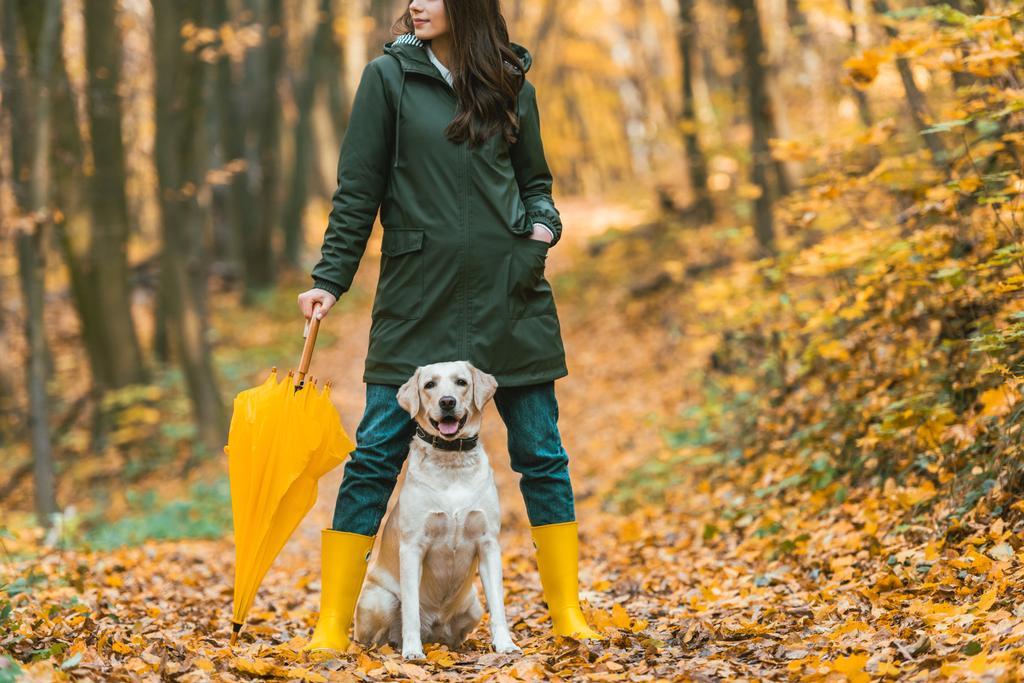 leuke golden retriever zitten tussen de benen van vrouw in rubber laarzen met gele paraplu in herfst bos  - Foto, afbeelding