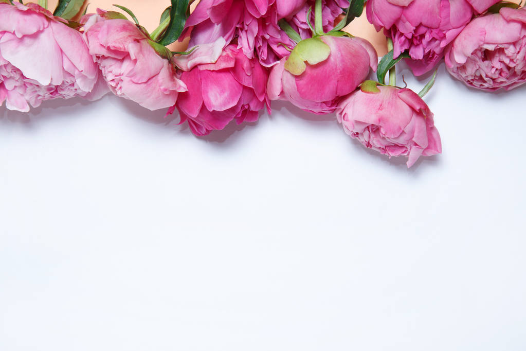 Pink peonies lie in a row on a sheet of paper. - Photo, Image