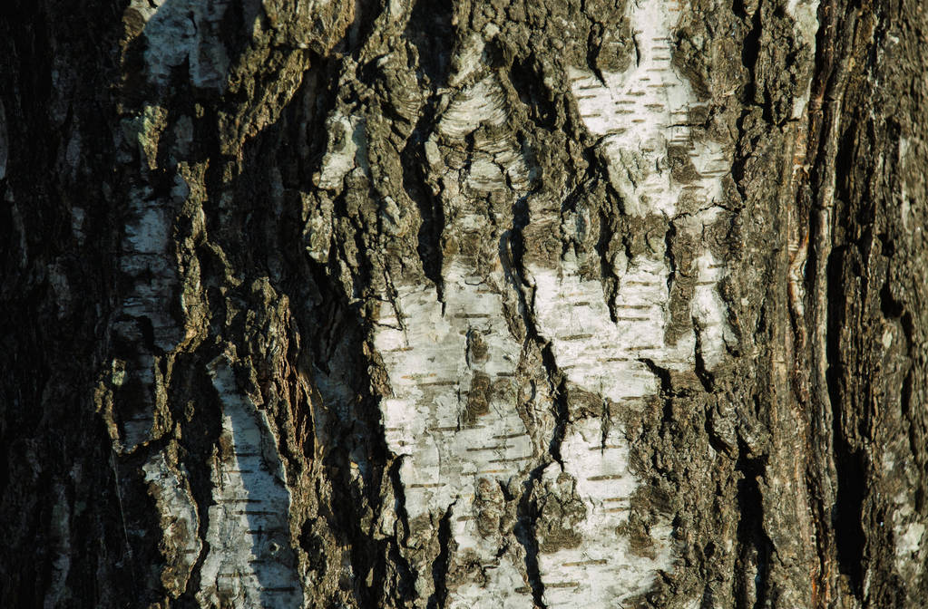 Σημύδα δέντρο φλοιός ως υπόβαθρο και την υφή - Φωτογραφία, εικόνα