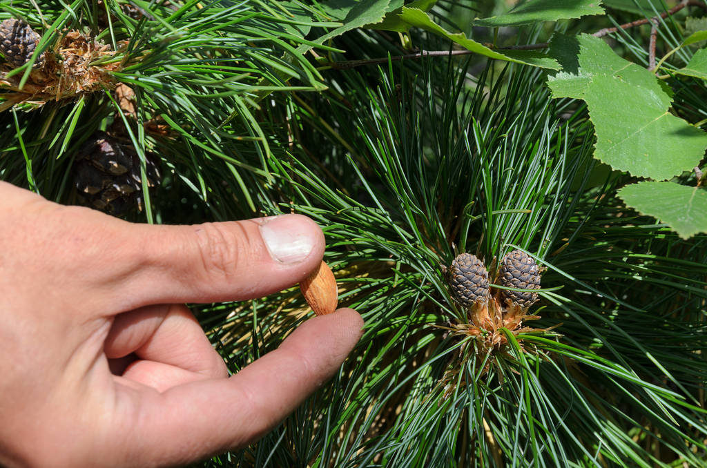 Branche de cèdre moelleux avec de longues aiguilles et une jeune bosse de cèdre par rapport à l'amande. Macro
 - Photo, image
