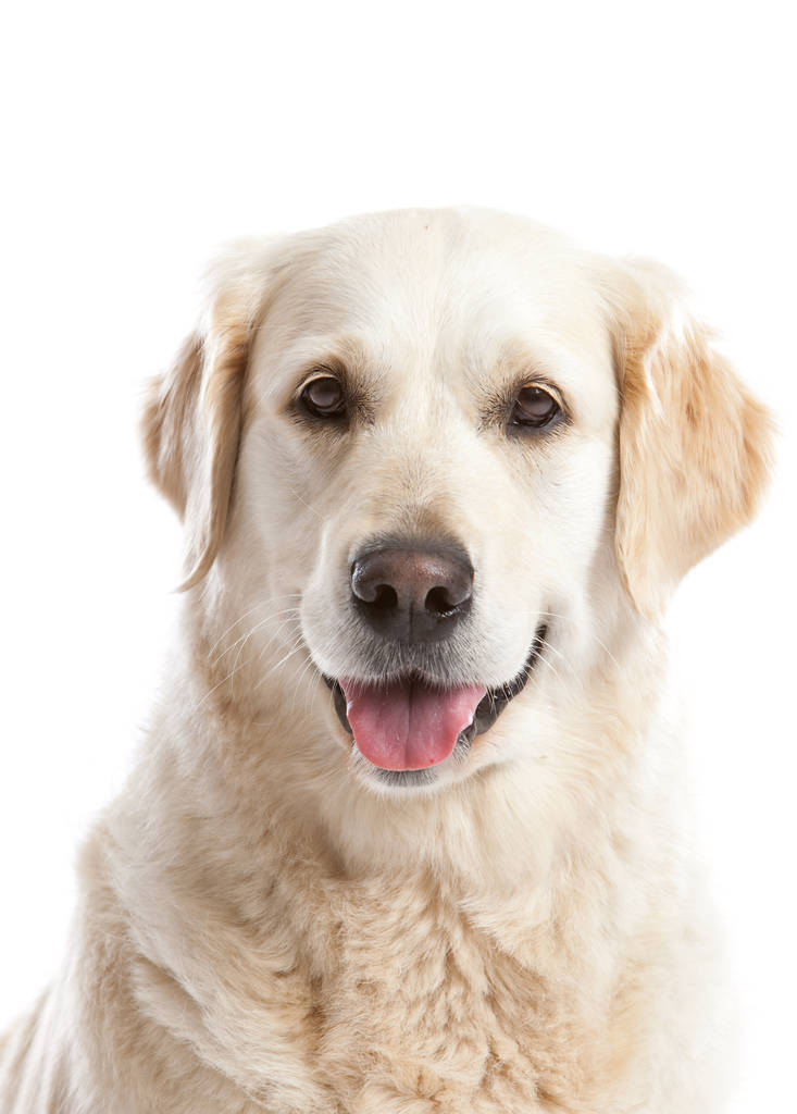 白い背景の上で幸せそうに見えて美しいゴールデンレトリーバー犬 - 写真・画像