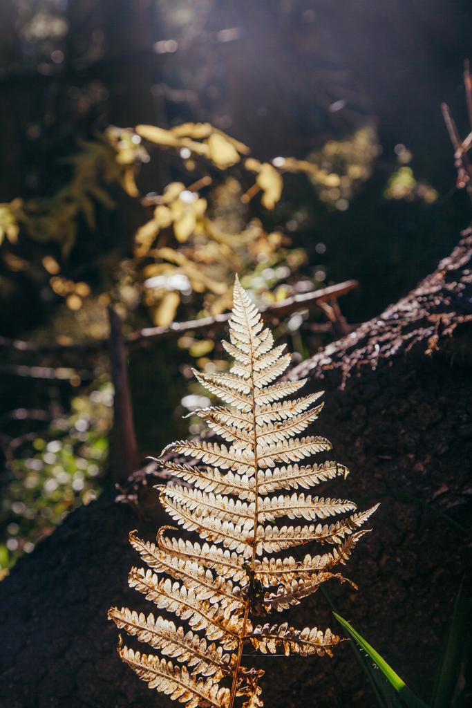 close-up shot of fern branch in mountain forest under sunlight, Carpathians, Ukraine - Photo, Image
