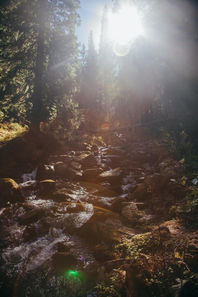 bela cachoeira de montanha na floresta sob a luz do sol, Cárpatos, Ucrânia
 - Foto, Imagem