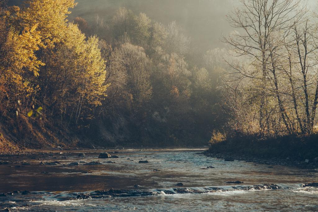 tiro dramático de río de montaña y hermosos árboles de oro, Cárpatos, Ucrania
 - Foto, imagen