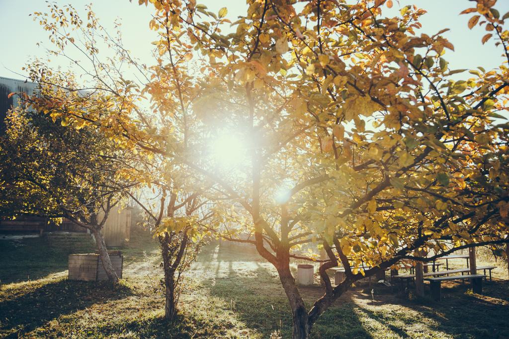 słońce świeci przez jesienny złote drzewa w ogrodzie, Karpaty, Ukraina - Zdjęcie, obraz