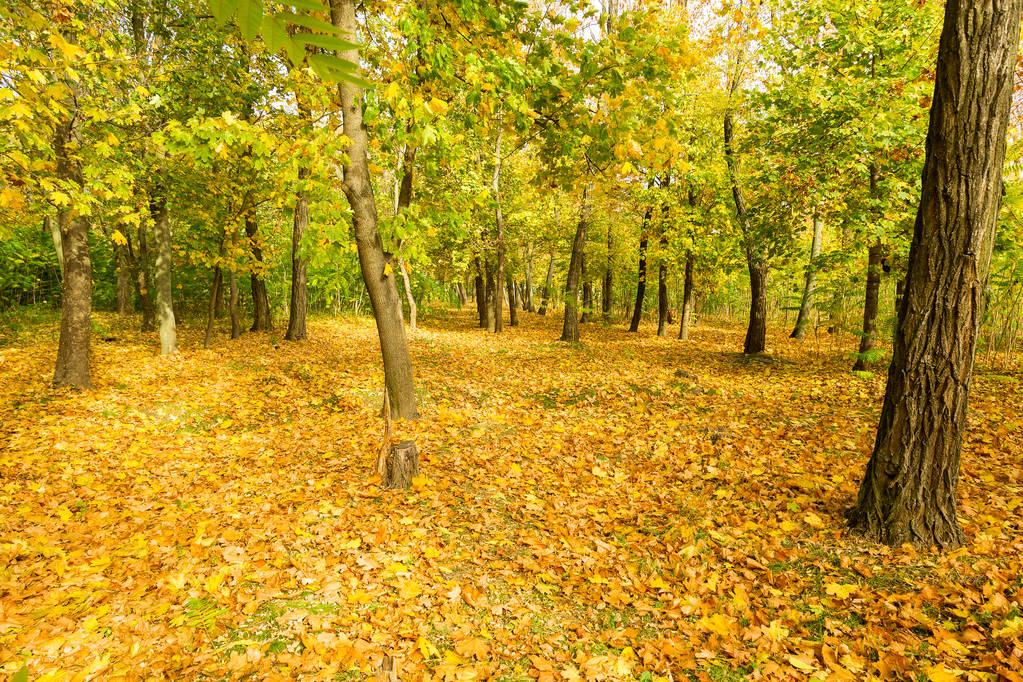 Яскравий осінній ліс. Листя падають на землю восени. Осінні лісові пейзажі з теплими кольорами і доріжками, вкритими листям, що ведуть у сцену. Стежка, що йде в ліс, демонструє дивовижні осінні кольори
. - Фото, зображення