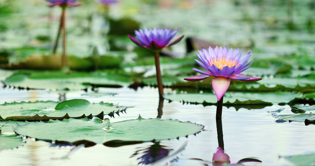 hermoso loto morado, flor de lirio de agua en el estanque
  - Foto, Imagen