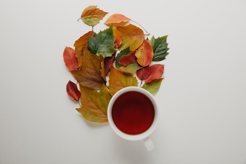 επίπεδη lay με πεσμένα φύλλα και φλιτζάνι καυτό τσάι σε λευκό φόντο - Φωτογραφία, εικόνα